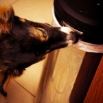 Dog Proof Trash Can That Actually Work – Plus How to DIY