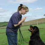 Dog Obedience Training at Home or  Doggy School: Which is best?