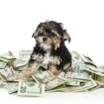 The Cost of Owning a Dog; Can You Afford It?