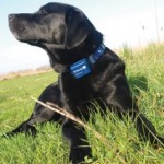 Shock Collars For Dogs, Everything You Need To Know About Them