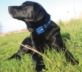 shock collars for dogs