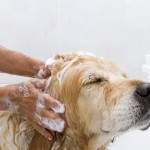 Can You Use Human Shampoo on Dogs?; What’s Safe, What’s Not