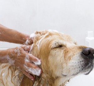 can you use human shampoo on dogs