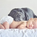 The Dog & New Baby; Introducing Your Dog To A New Baby