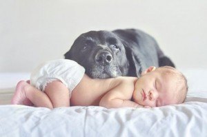 introducing dog to baby
