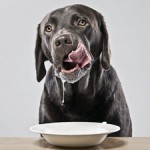 Can Dogs Drink Milk? The Answer May Surprise You!