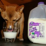 dog milk