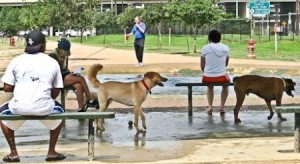 doggy park