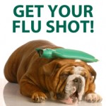 Can Dogs Catch a Cold or The Flu