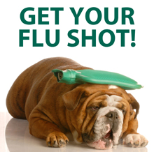 Can dogs catch a cold-flu