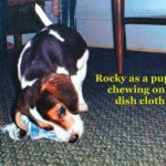 1409_Rocky_as_Puppy__With_Text
