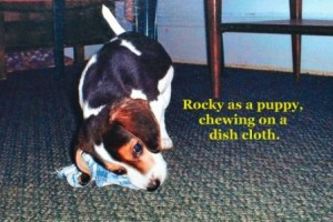 1409_Rocky_as_Puppy__With_Text