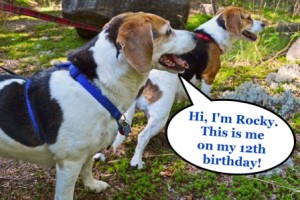 1409_Rocky_on_12th_Birthday__With_Text