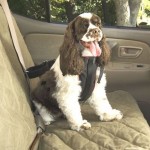 Dog Seat Belt Review- Solvit Canine Safety Harness