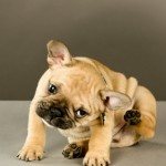 Dogs and Ear Infections- Is your dog always digging at those ears?