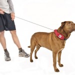The Retractable Leash Debate: Pros, Cons and Truth