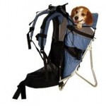 A Pouch for Your Pooch? Buying a Dog Carrier