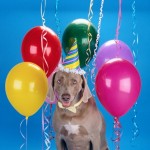 Celebrating Your Dog’s First Year with Your Family: 5 Birthday Tips and Ideas