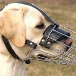 Why Muzzle Train? The Top Three Reasons You Should Use a Dog Muzzle