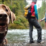 5 Must Have Items For Camping With Your Dog!