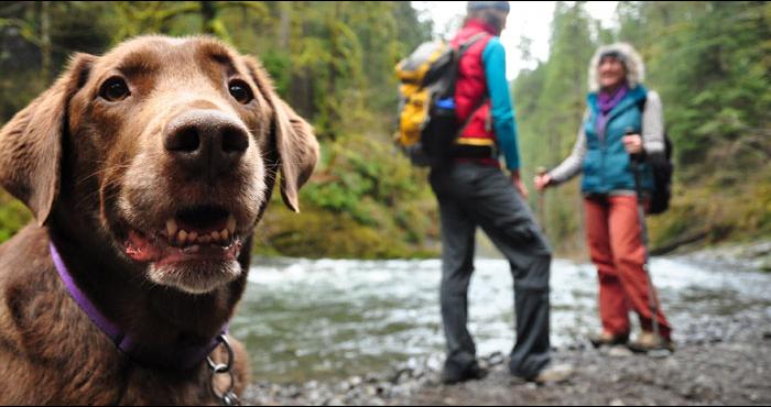 Tips-For-Camping-With-Your-Dog