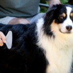 Brushing Your Dog – More Complicated Than You Thought!