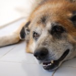 The ‘Ouch’ Years: Tips for Improving Your Senior Dog’s Mobility