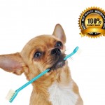 Tooth Troubles: Does Your Dog Have Dental Disease?