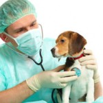 Dealing With Dog Diseases