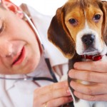 Which Situations Does Your Pet Require Emergency Treatment?