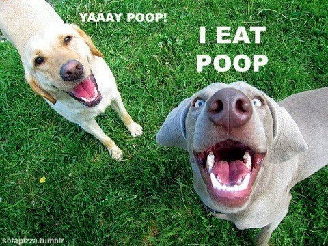 dog eat poop