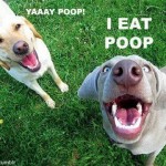 Canine Coprophagia: Poop Eating (and How to Stop It!)