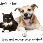 Reasons to Spay or Neuter Your Dog
