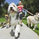Benefits of Group Dog Walking