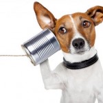 Do Dogs Speak Chinese? How Dogs Communicate