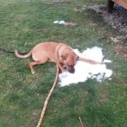 Rosco before we had the fence installed finding the last pile of snow in the yard to snack on. He loves his snow.