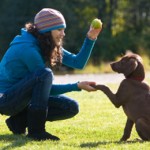 Using Positive Reinforcement For Dog Training