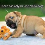 alpha dog1