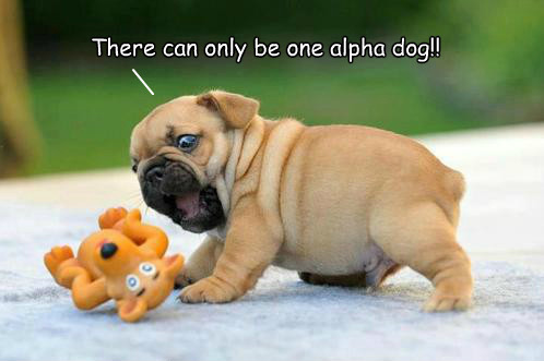 alpha dog1