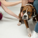 My Dog Is Afraid of The Vet: 6 Tips That Work