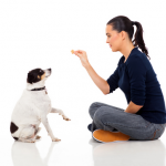 Which Dog Trainer Should I Choose?
