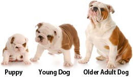 dog aging