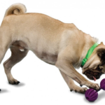 6 Reasons Your Dog Needs an Interactive Dog Toy