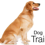 Dog Training: The Single Most Important Element