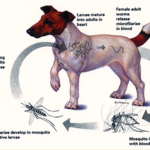 TYPES OF WORMS IN DOGS, AND THEIR TREATMENT