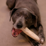 Our Picks For The Best Chew Toys for Puppies