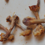 dogs-and-chicken-bones