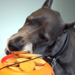 Tips for Keeping your Dog Safe on Halloween