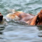 dogs-in-water-fetching