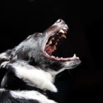 Dog Aggression?  Diagnosing Common Canine Behavior